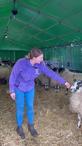 Hello half-term! 🐑🐄🍼Here’s why you should put Wroxham Barns on your “to do” list this school hols.We can’t wait to see you for some baa-rilliant fun! Book ahead and you’ll qualify for our rainy day guarantee PLUS all online bookings will receive a 50% off code for Easter. Link to book 👉🏻 https://www.wroxhambarns.co.uk/lambing_live/ | Wroxham Barns