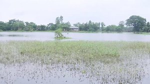 Floods devastate farmers in India's Assam
