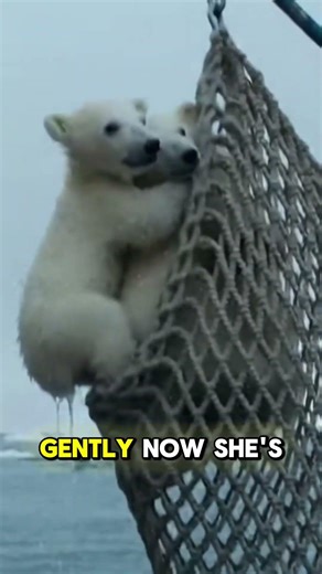 Fisherman Saves Polar Bear Cubs From Orcas