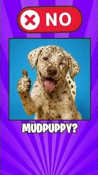 Literal Vs Reality English Compound Words Part 269😱😱