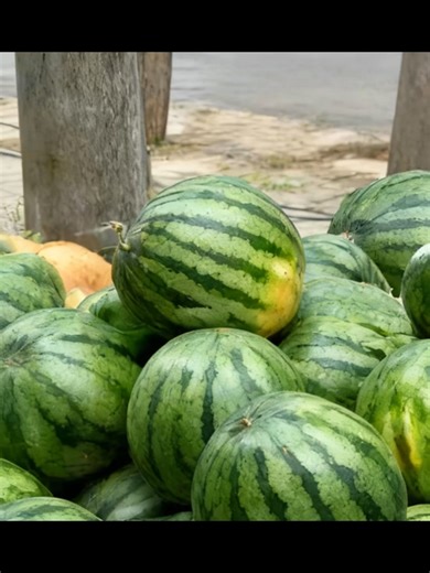 哈基米南北绿豆事件与可爱猫动画