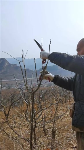 Complete Guide to Pruning Apple Trees