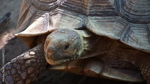 The giant tortoise is walking slowly footage slow motion