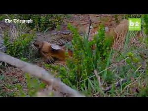 Python swallowing impala