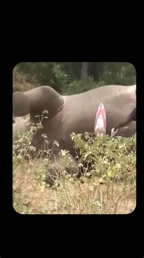 EraScope | When large animals like elephants die, something unusual happens deep inside their bodies. As decomposition begins, bacteria in their... | Instagram