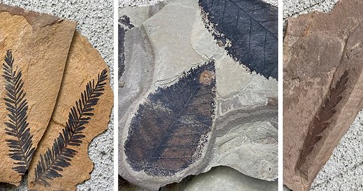 Fossils aplenty in B.C. town; digging for them encouraged