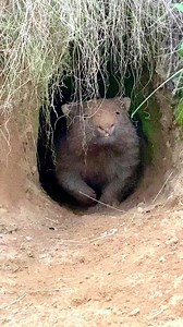 On Saturday we said goodbye to wombat Nic and put him to rest 💔 We then set off to find wombat Ainsley who has a nasty wound on their shoulder that needs immediate attention While we didn’t find Ainsley, we did find this magnificent wombat that’s not manged as far as we could tell and just sat quietly watching her The privilege of being able to sit in the field amongst wombats is unreal. I love them so much and think every Australian should make it their mission to learn more about these incred