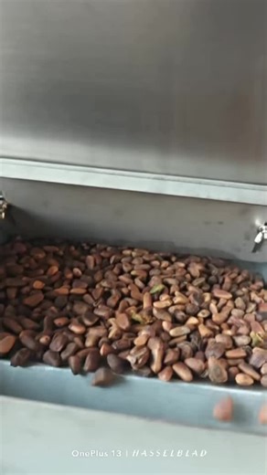 Nut Color Sorter Machine for Filberts