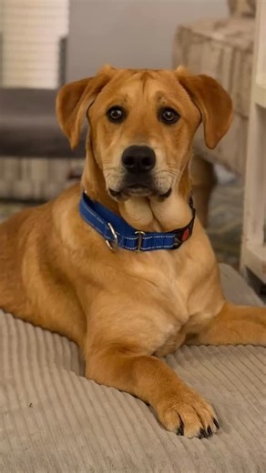 Introducing Atlas Breed: lab mix Age: ~7 months Weight: ~50lbs About: Atlas is the golden boy of the group (his brothers have been adopted) physically for sure but perhaps also figuratively. Atlas is a gentle “giant,” although he won’t be a giant full grown. He is a bit lanky so we think he could put on another 15 lbs. Atlas is housebroken and he is totally fine in the crate with a little cajoling. When he figures out there is a yummy treat in there, he settles right in. He is a pretty lazy adol