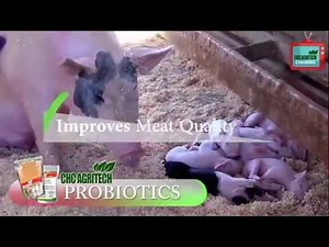 CHC Agritech Probiotic by Dr Ivan