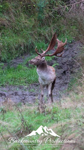 Fallow Deer #bucks