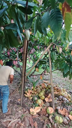 4x4, 3x3, 2x2? Planting Distance #fyp #cacao #farming #chocolate #post #TopFans | CACAO tutorial ni JM
