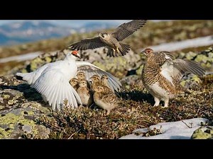 Rock Ptarmigan: 100 Days From Egg to Survivor | Hunted With No Escape
