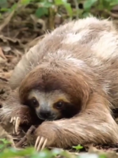 Sloth Moments: Adorable and Fun Animal Compilation