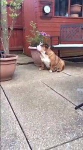 Harry's Fetch: the movie. 2015 edition. | Fetch:Harry the Bulldog