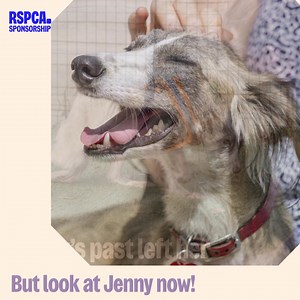10K reactions · 117 comments | Help create more life-changing transformations for dogs like Jenny, by sponsoring dog kennels for £6.50 a month.  | RSPCA (England & Wales) | Facebook