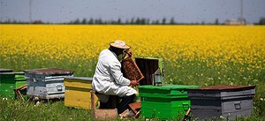 How to Start a Beehive