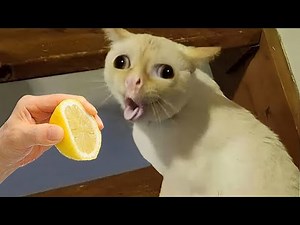 Hilarious Animal Moments Will Make You Laugh #39