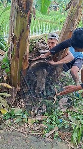 Large animal trap | Oji TV