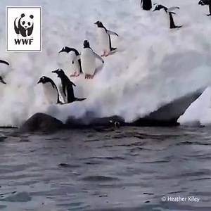 What bird has flippers instead of wings? Penguins! Even though they can’t cross the sky, they can surely fly underwater. Learn more about them → http://pand.as/WWFpenguin ← and hit Share to celebrate World #PenguinDay with us! | WWF