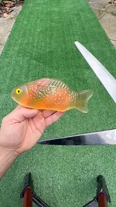 3.3M views · 10K reactions | Watch Fish Pop! | Sharkboysam | Facebook