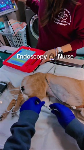 From sedating, anesthesia monitoring and recovery snuggles, I’m right there advocating every breath, every heartbeat, every step of the way. Endoscopy days hit different when you love what you do 💙🐾 iykyk Proud to be Internal medicine nurse, advocating for my patients every step of the way. 💙🐾 #VeterinaryNurse #VetTechLife #InternalMedicine #Endoscopy #AnesthesiaMonitoring