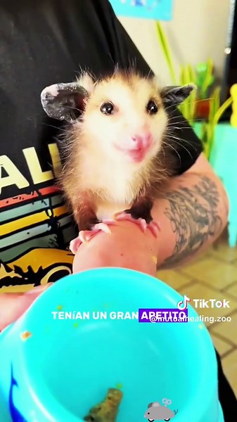 Opossum Finds New Home and Happiness