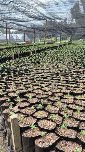 Como estos pequeños pinos canadienses: algunos apenas se asoman, otros ya empiezan a crecer, pero todos llevan dentro un gran futuro 🌲💚 Que este 2026 te regale raíces fuertes, paciencia para crecer y la esperanza de florecer a tu propio ritmo. Desde el Bosque de los Árboles de Navidad, te deseo un año lleno de vida y nuevos comienzos ✨🐿 | Bosque de los Árboles de Navidad (Página Oficial)