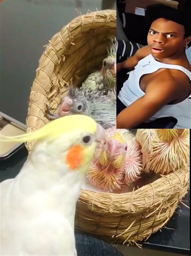 Cockatiel Breeding Tips: 3 Rules for 100% Success