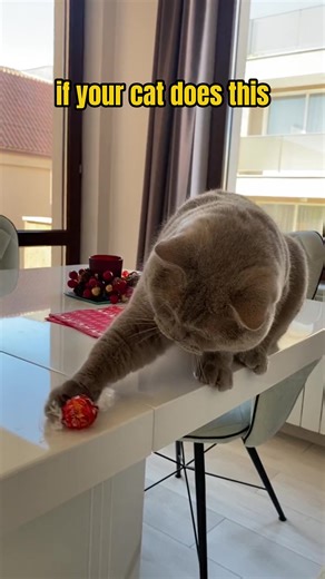 Cat facts 🧐 #HappyPawsUS #PurebredKittens #kitten #cathabits #smartcat