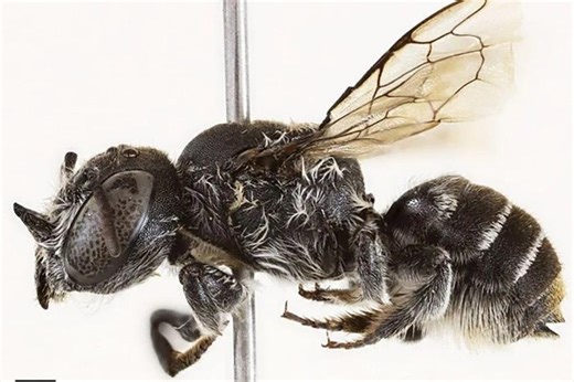 Phát hiện loài ong mang 'sừng quỷ' kỳ lạ khiến giới khoa học sửng sốt