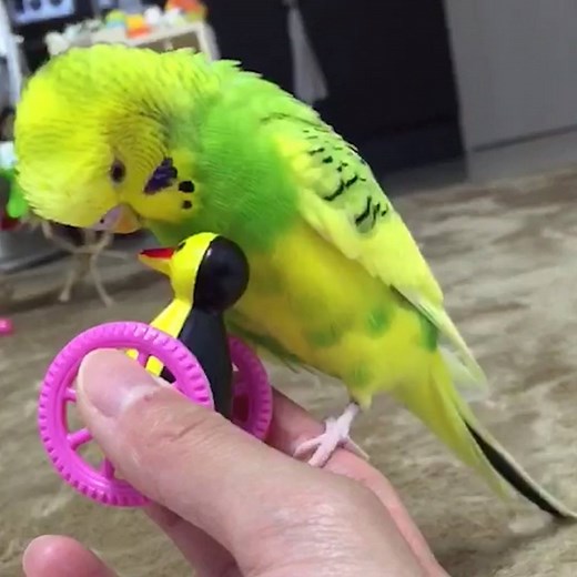 Birds will take over the world one day... 🐦 | Try Not to Laugh