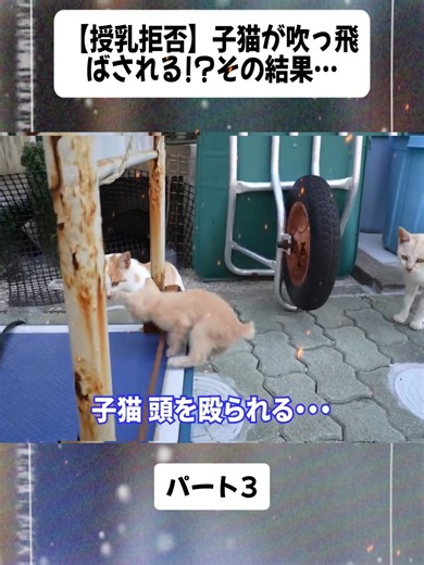 子猫の驚きの瞬間と授乳拒否の結果