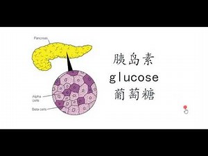 20211111 关键词 生理解剖学 内分泌系统 测试