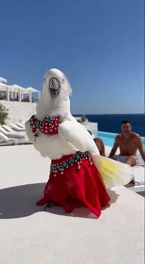 Beach, birds, and belly dancing. Just another day in paradise😍😄#bellydance #dancingparrot #cockatoo