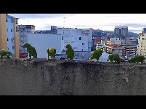 Funny Laughing Wild Amazon Parrots