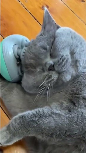 Chimp Starts a Jungle Concert 🎤🐒 || #chimpvideos #funnyanimals #wildlife