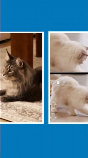 Pet-mate AI Smart Robot – The Ultimate Interactive Camera for Cats