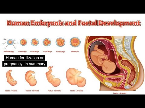Fertilization and Pregnancy Animation