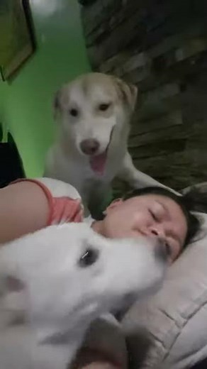 Dog licking human's face 🤣