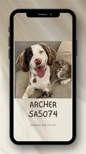 **RESERVED** Please consider the other dogs ready for their new home: www.spanielaid.co.uk/available-dogs This is Archer, a 19 month old visually impaired cocker spaniel cross looking for a new home. He's now in Epping. Children 8 , no cats, needs a young dog to play with. Please go to spanielaid.co.uk to apply. https://spanielaid.co.uk/spaniel/archer-sa5074/ | Spaniel Aid