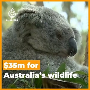 The Australian government pledges $35 million for wildlife affected by bushfires, which it described as an “ecological disaster.” | Al Jazeera English