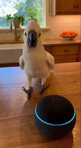 20 Fun Dance Moves by a Playful Cockatoo