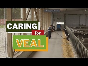 Caring for Veal