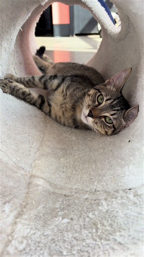 Kitty Cantina Spokane: new cat café in Spokane