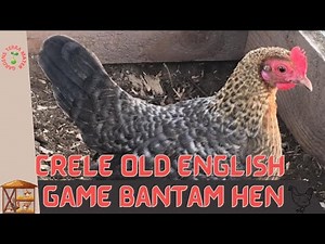 CRELE OLD ENGLISH GAME BANTAM HEN Information and Raising Tips!
