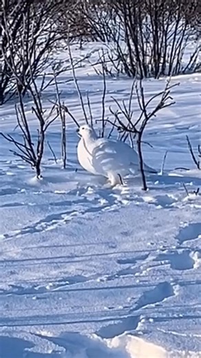 Alaska’s Arctic mountain region: where polar bears are not, but ptarmigan thrive by the tens of thousands. Please follow for more updates from the Arctic #OutdoorAdventure | Joe Henderson / Alaskan Arctic Expeditions