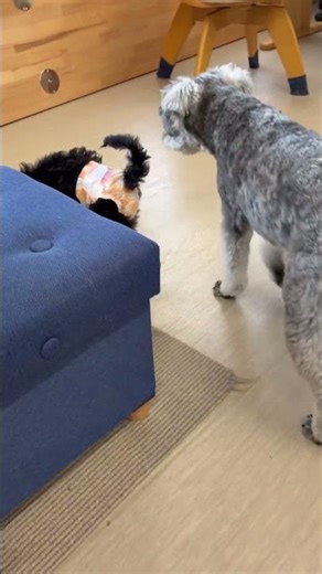 こんにちは、小さなお友達 #ミニチュアシュナウザー #miniatureschnauzer
