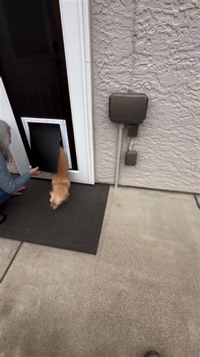 Den Defenders NorCal on Instagram: "This is the reaction we love to see 😮‍🔥 Doors & screens for every entry • Front doors, sliders & pet doors • Security window screens Made in the USA 🇺🇸 Lifetime no break-in warranty 0% for 12 months (OAC) 📞 916-467-8851 🌐 dendefenders.com #dendefenders #securitydoors #homesecurity #customdoors #doors #doorsofinstagram #homeimprovement"