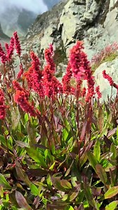 18K views · 1.3K reactions | Beautiful flowers  | Beautiful mountain path | Facebook